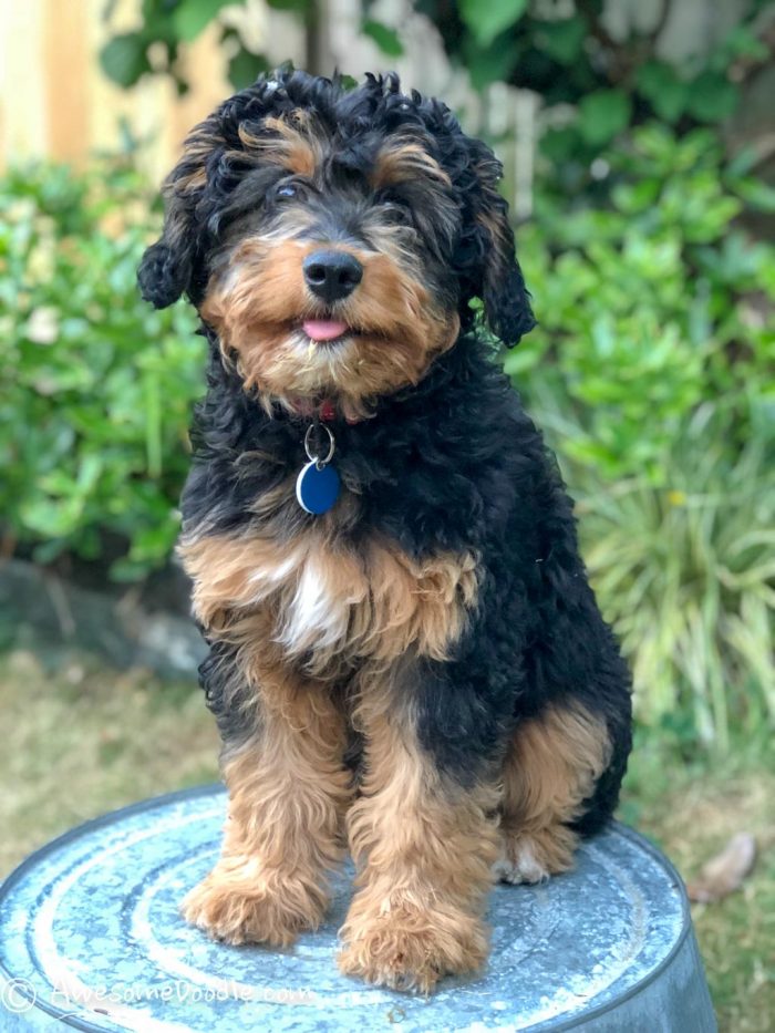 Black Phantom Aussiedoodle Winnie 1255 700x933